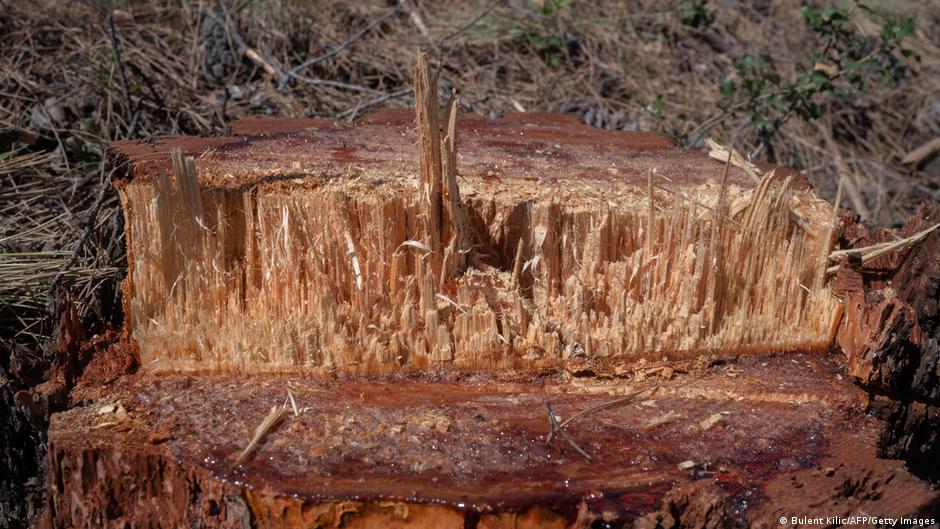 Çevreciler: Akbelen'de ağaçların beşte üçü kesildi